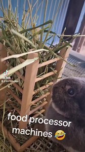Breakfast time! 💚 Love. Care. Teach xoxo Angie Master Rabbit Groomer & Holistic Practitioner #angiespets #masterrabbitgroomer #rabbitgrooming #celebritybuns #galaxyapprovedhay #galaxybunimart | Angie's Pets