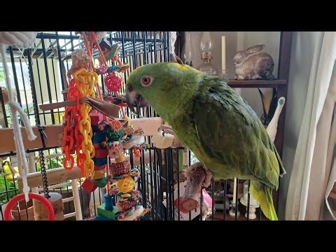 Do parrots make good pets ?