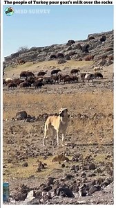 The people of Turkey pour goat's milk over the rocks//MSD SURVEY#shorts