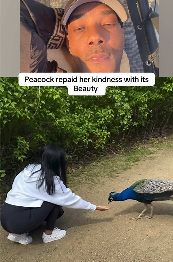 Discover the Beauty of Peacocks in Nature