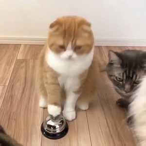 This is way too cute... | Animal Time