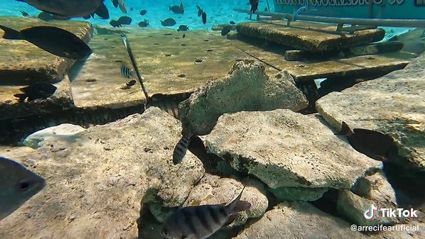 arrecifeartificial on TikTok
