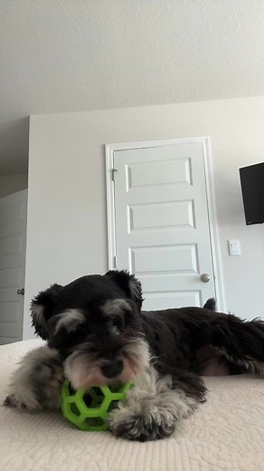 Funny Puppy Moments with My Mini Schnauzer
