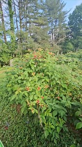7.9K views · 107 reactions | Take a ride with us through the raspberry patch this morning! Red raspberries ripened up well with their day of rest! Raspberry u-pick is $4.95/lb. No pre-picked available. Black raspberries still need a week or so of ripening. Open till 7pm! | Stacy Family Farm | Facebook