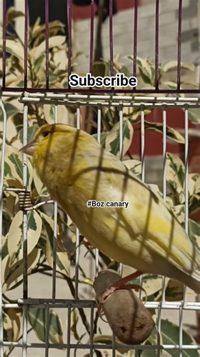 best canary song shots| canary sing in my home