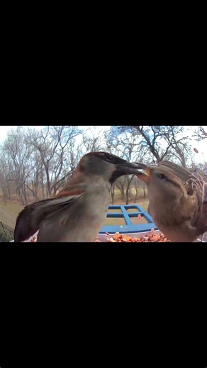 Bird Fight Caught On Camera #shorts #wildlife #nature #birds #birdfeeder