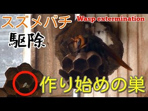 女王蜂1匹で巣作り中のヒメスズメバチ（巣作り初期）