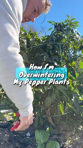 6K views · 342 reactions | Did you know that you can over winter...