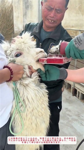 羊の歯を安全に削る方法！角研削機を使った低コスト歯科ケア｜牧場の知恵