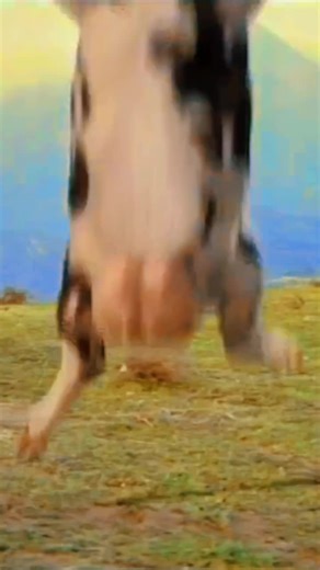 Kung Pow Cow Fight Scene Compilation