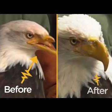 Bald Eagle Gets Beak Replaced