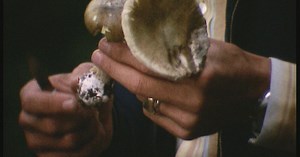 Les champignons vénéneux de Suisse romande