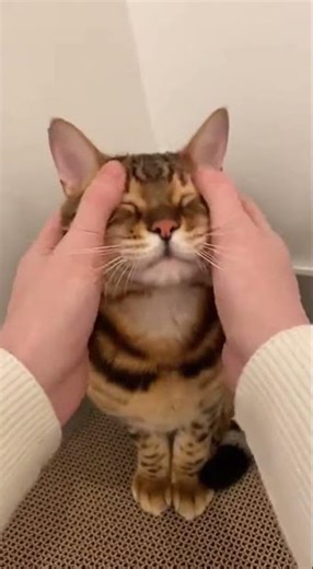 POV Your Cat Lets You Do Anything #funny #entertaininganimals #funnymoments