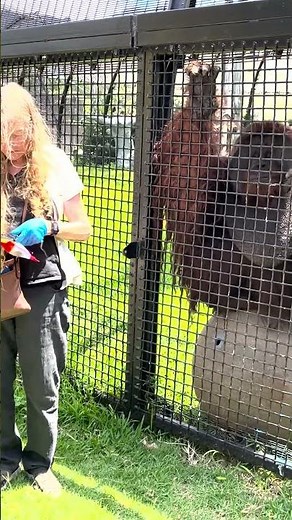 Rusti Is So Handsome | The Hawaiian Orangutan at Honolulu Zoo