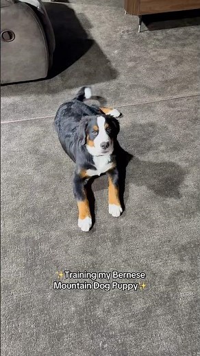 Bernese Mountain Dog Puppy training session #bernesemountaindog #puppy #bernesepuppy #puppy