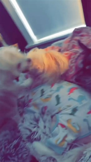 55 reactions · 22 comments | I choose to remember Panache like this!! | Lynn Brown | Facebook