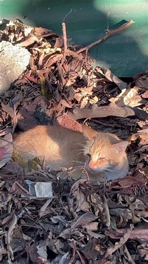 Cat Sunbathing Outside, So Relaxing!