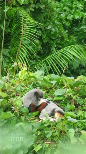 Peaceful Sleeping Langur | Gentle Forest Ambience | Relaxing & Deep Sleep