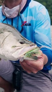 Everything eats a prawn... check out the ZMan PrawnZ Elite in action. Fish on! This realistic profile has been getting the bites with it's segmented body and cupped tail for a lifelike tail flick, leg and antennae vibration on the sink and slow retrieve, glass rattle for added attraction and that brutally strong Mustad black nickel, chemically sharpened hook to pin them and get them out of structure. Check out the range of sizes and colours on our website at - https://www.tackletactics.com.au/pr