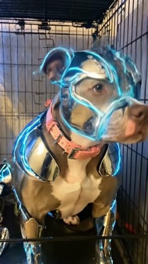 I used the filter on my dog