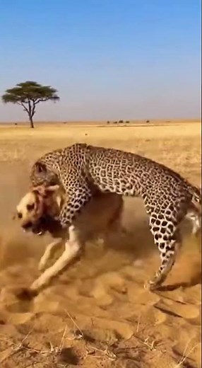 Wild Leopard vs Brave Dog: Real Fight! 🐆🐕