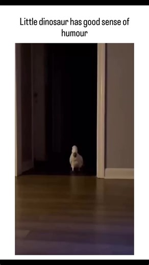 SWAKSHISH THE MEME GUY on Instagram: "This instagram reel shares a 10-second video of a cockatiel—playfully called a "little dinosaur"—curiously waddling across a living room floor toward a sleeping person on a couch, fanning its crest in a comically surprised manner before retreating. Birds like cockatiels are modern descendants of theropod dinosaurs, a fact supported by peer-reviewed paleontology studies on shared traits such as hollow bones and feathers, as seen in fossils like Microraptor. G