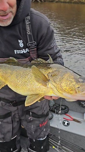 Fishing walleye Pêche aux dorés #fishing #pêche #walleyefishing #anglerfishing ThomasMarine Princecraft NXS Fishing Okuma Fishing USA | Pêche En Ligne