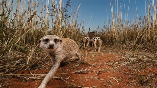 Why matriarchs reign supreme in the meerkat world
