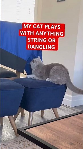 My Cat Plays With Anything String or Dangling #catshorts #cats #catvideos #catlovers #bsh #bshcat