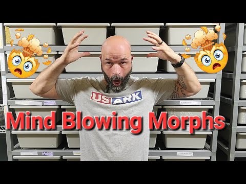 AMAZING Clutch Cutting. Crazy Patterns and Colors, With Updates.