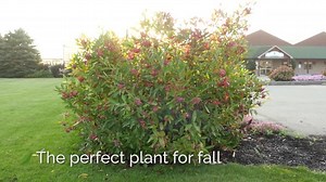 1.8K views · 70 reactions | The prettiest gem in the fall landscape! You will experience each season vividly with Brandywine Viburnum. In spring it is covered in gorgeous white flowers, by summer it is a lush, vibrant green note in the garden, and in fall and winter it is lavishly decorated with a unique blend of pink and blue berries. Don't believe me? See for yourself in this 30-second video! https://bit.ly/brandywineviburnum | Proven Winners ColorChoice Flowering Shrubs | Facebook