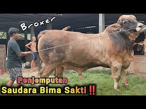 Finally found it‼️ Cow Brother TN Bima Sakti, the record holder for the biggest cow in Indonesia