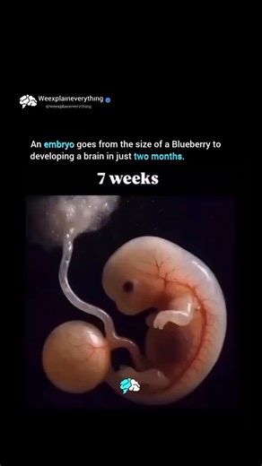 Explore Everything on Instagram: "In just 8 weeks, a human embryo transforms from the size of a tiny blueberry into a developing form with a functioning brain — showcasing one of the most rapid and intricate phases in human growth. . Follow (US) 👉🏻 @weexplaineverything to learn something new every day! 🧠📸 ❤️💭📥 . . The only page that teaches life hacks and tricks that can truly change your life. ✨🛠️ . . #tools #tricks #improvements #solution #solve #manunited #community #english #learn #ca