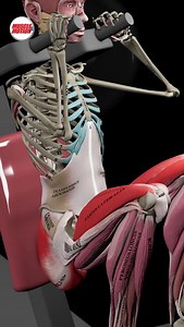 Muscle & Motion on Instagram: "The Hack Squat and Why We Love It!🔥 The hack squat allows you to heavily load your legs while keeping your body stable and supported. Unlike the barbell squat, it doesn’t require advanced technique or balance, making it perfect for lifters who want to train hard and stay safe. With your back fully supported and feet firmly planted, you can focus entirely on pushing through your quads and glutes and building serious lower-body strength. 🌟 Ready for smarter glute t