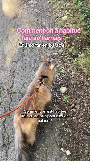 Comment habituer son chat au harnais (tuto)