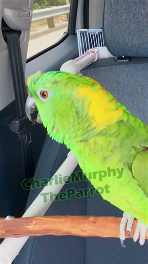 Charlie Murphy the Parrot talking ello witchoo witchoo? #parrot #talkingparrot #aves