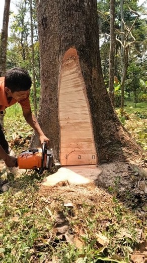Tree felling with big root flares. | Yulianto