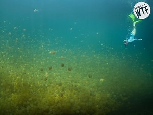 124K views · 1.2K reactions | The magical and mysterious Jellyfish Lake is home to thousands of jellyfish who have been living there for over 12,000 years! Read more: https://bit.ly/2wXpU1T | Ripley's Believe It or Not! | Facebook