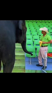 Elephant comedy #shortsfeed #comedy #elephant #comedyvideo #funny #animals | sathish of dubbing