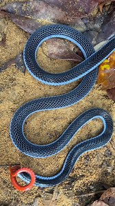 Finding the prettiest snake on Earth - the Malaysian Blue Coral Snake (Calliophis bivirgata). While in Singapore recently, we got super lucky with some perfect weather and found this adult blue coral on the crawl straight after a big downpour on our first morning. What an awesome snake - the full YouTube video will be out this weekend #bluecoralsnake #calliophisbivirgata #herping #reptiles #asia #singapore #snakes #elapid #venom #herpingasia #natureismetal #wildlife #reels #foryoupage #shortsfee