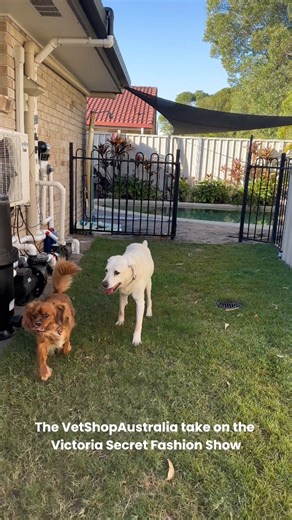 Whose ready for the Victoria Secret Fashion Show?! Molly and Theodore are!  #victoriasecretfashionshow #dogs #catwalk #aussiedogs | VetShopAustralia.com.au | Facebook