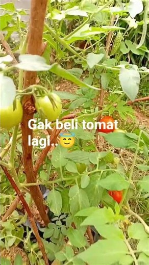 Panen tomat pertama..cabe pare #cabe #tomat #pare #berkebun #shorts #fyp #viral #trending #gardening