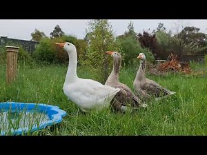 Pilgrim geese in long grass