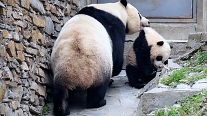 146K views · 8.9K reactions | Mei Mei's shop has closed for the day! Time to parcel up my kiddo and head home. (Mei Mei's cub) #cute #adorable #panda #CCRCGP #PandaLife #HiPanda For more panda information, please check out: https://en.ipanda.com | iPanda | Facebook