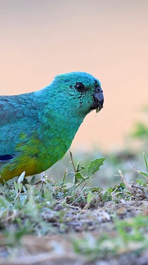 Enjoy watching a Red-rumped Parrot feeding on seeds in-between a few purple flowers. #parrot #birds #birdphotography #nikoncreators #mynikonlife #ABCmyphoto #ausgeo #wildlife #nature #nikon #redrumpedparrot | Michael Chay Photography