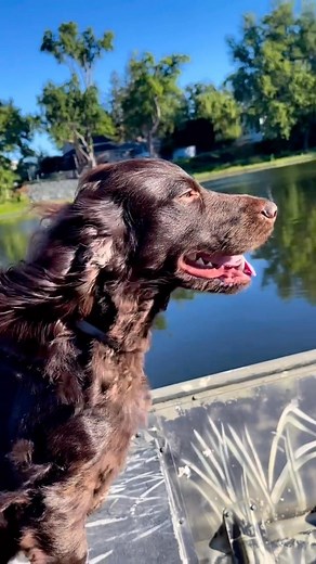 That’s a wrap on our week of awesome Boykins with @josh_atlanticflyway Joshua Cerkowski Get ready for an epic season with your little brown dynamites, and all of your epic hunting dogs #boykins #boykinspaniel #fielddoglife #huntingseason #huntingdog #weekendvibes #weekendmood #reels #dogs #dogslife #birddog #gundog #waterfowl | Field Dog Life