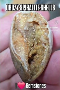 Fossilized Druzy Spiralite Shells