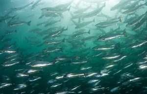 KRILL DELIVERS DIETARY CHOLINE NEEDS OF FARMED SALMON