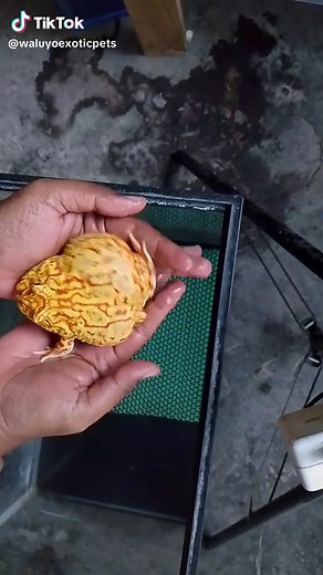 Pacman Strawberry Jumbo Frog Care Tips