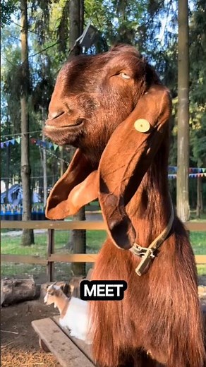 Damascus Goat: The Most Unique Goat in the World! | Learn Animals With Gen Z #shorts#animals#goat